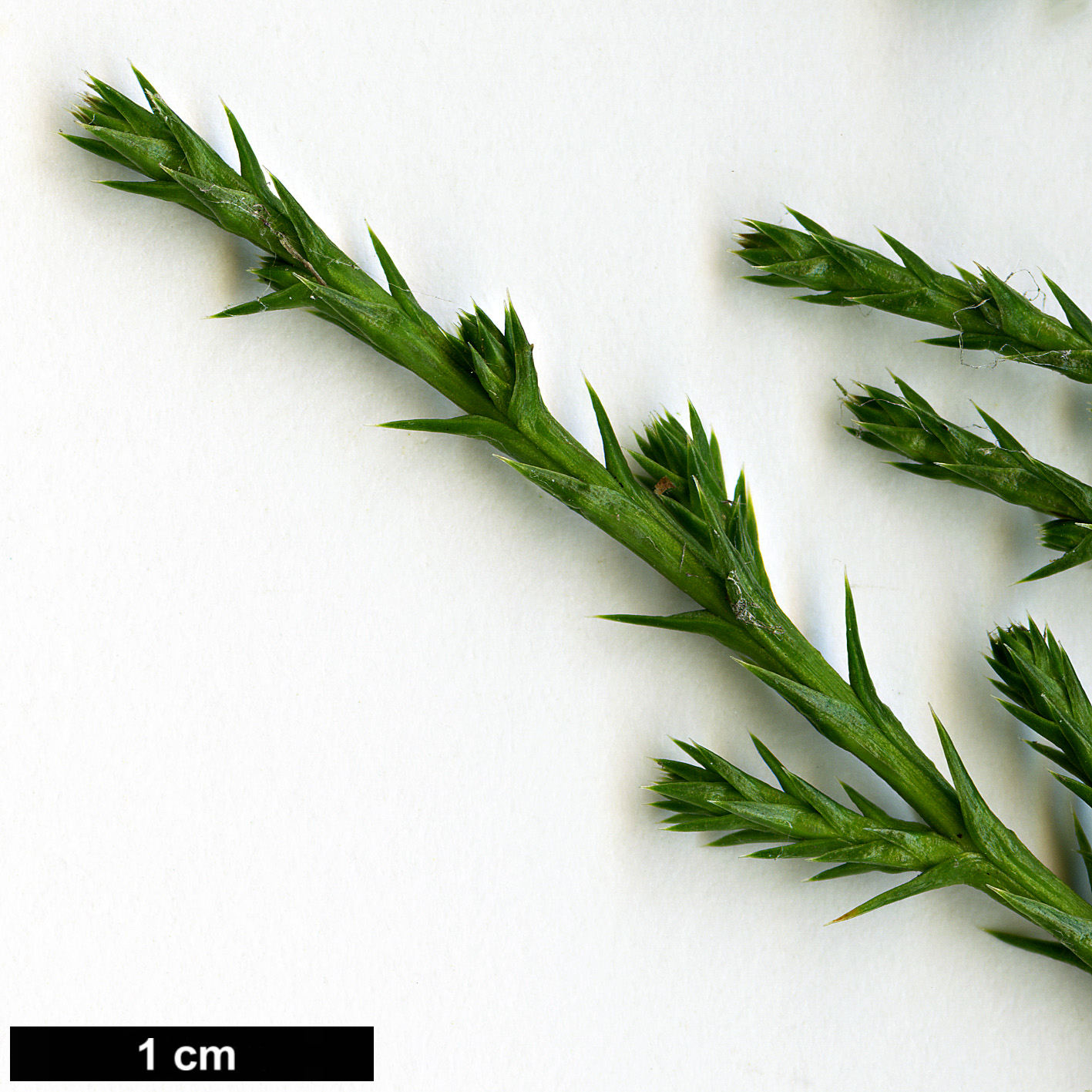High resolution image: Family: Cupressaceae - Genus: Juniperus - Taxon: virginiana - SpeciesSub: var. silicicola